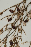 臺灣鐵杉藏品圖，第3張