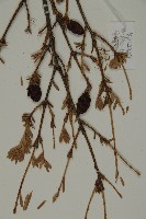 臺灣鐵杉藏品圖，第4張