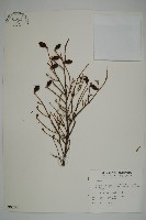 臺灣鐵杉藏品圖，第1張