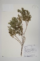 紅檜藏品圖，第1張