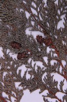 紅檜藏品圖，第3張