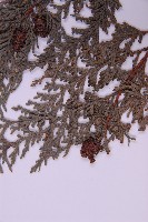 紅檜藏品圖，第4張