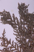 紅檜藏品圖，第5張