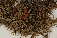 刺柏藏品圖，第3張