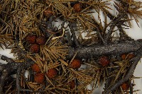 刺柏藏品圖，第4張