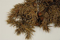 刺柏藏品圖，第5張