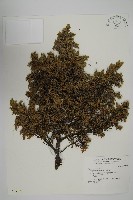 刺柏藏品圖，第1張