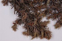 刺柏藏品圖，第3張