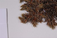 刺柏藏品圖，第5張