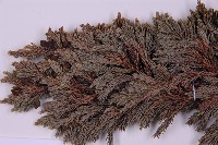 香青藏品圖，第2張