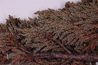 香青藏品圖，第3張