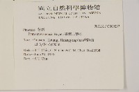 臺灣二葉松藏品圖，第2張