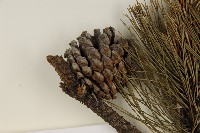 臺灣二葉松藏品圖，第3張