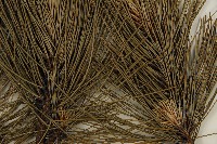 臺灣二葉松藏品圖，第4張