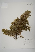 刺柏藏品圖，第1張