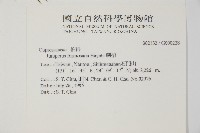 刺柏藏品圖，第2張