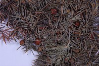 刺柏藏品圖，第3張