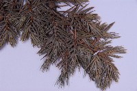 刺柏藏品圖，第4張