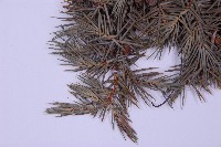 刺柏藏品圖，第5張