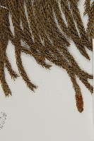 肯氏南洋杉藏品圖，第3張