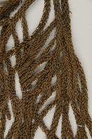 肯氏南洋杉藏品圖，第4張