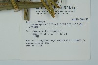 台東蘇鐵藏品圖，第2張