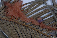 台東蘇鐵藏品圖，第3張