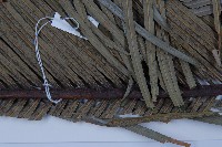 台東蘇鐵藏品圖，第4張