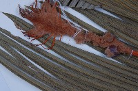 台東蘇鐵藏品圖，第5張