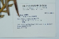 光果蘇鐵藏品圖，第2張