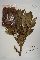 貝殼杉藏品圖，第1張