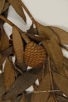 貝殼杉藏品圖，第3張