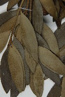 貝殼杉藏品圖，第4張