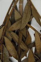 貝殼杉藏品圖，第5張