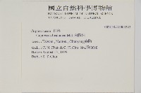 白粉柏藏品圖，第2張