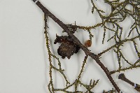 白粉柏藏品圖，第3張