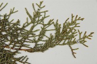 白粉柏藏品圖，第4張