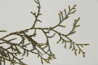 白粉柏藏品圖，第5張