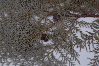 側柏藏品圖，第2張