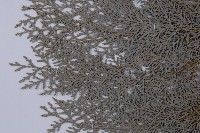 側柏藏品圖，第4張