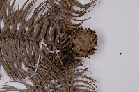 杉木藏品圖，第3張