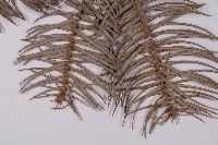 杉木藏品圖，第4張