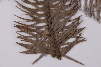 杉木藏品圖，第5張