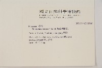 加拿利刺松藏品圖，第2張