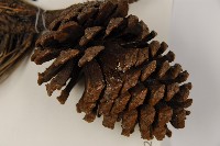 加拿利刺松藏品圖，第3張