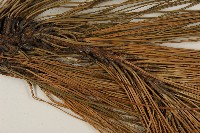 加拿利刺松藏品圖，第4張