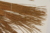 加拿利刺松藏品圖，第5張