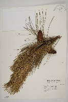 臺灣二葉松藏品圖，第1張