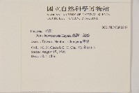 臺灣二葉松藏品圖，第2張