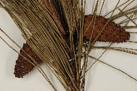 臺灣二葉松藏品圖，第3張